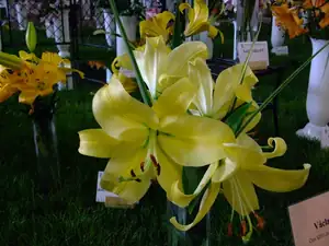 iris66 — 17. července 2011