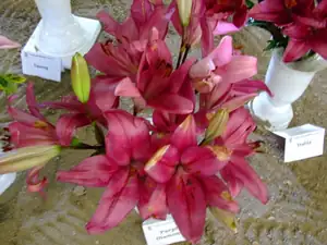 iris66 — 17. července 2011