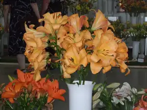iris66 — 17. července 2011