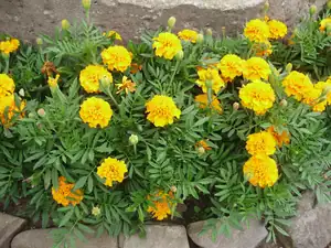 Tagetes