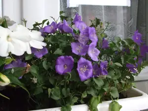 iris66 — 20. července 2011