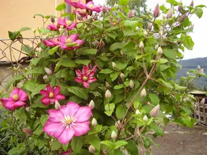 Clematis