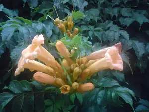 iris66 — 21. července 2011