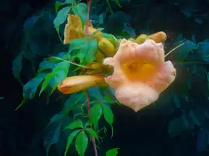 iris66 — 21. července 2011