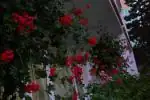 v noci mrzlo a pak napadl sn