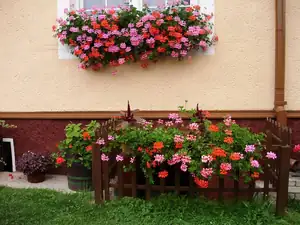 muškatek — 25. července 2011