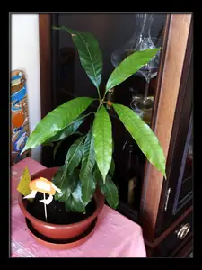 tříleté mango