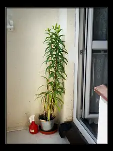 a jedna památeční - lilie - už to mají, holky, za sebou :(