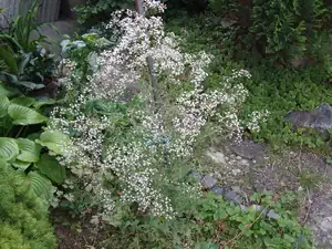 iris66 — 26. července 2011