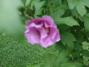 iris66 — 26. července 2011