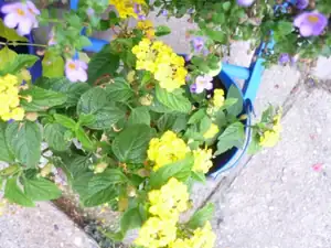 libora