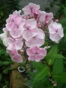 Phlox I.