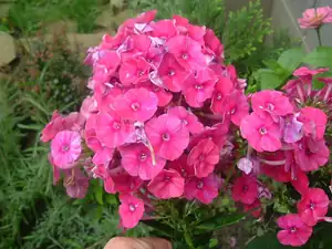 Phlox II.