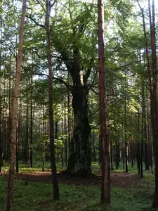 jediný buk v borovicovém lese