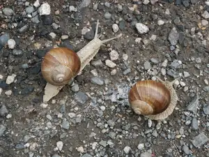 šnečku, šnečku, vystrč růžky ... dokud držím v ruce nůžky ... 😃