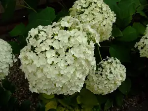 iris66 — 29. července 2011