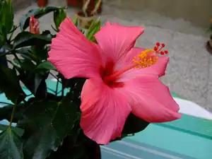 iris66 — 29. července 2011