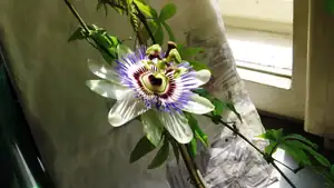 Passiflora Caeruela (mu