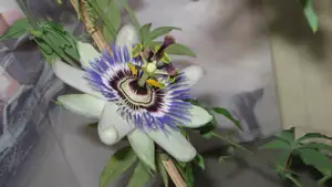 Passiflora Caeruela (mu