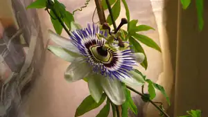 Passiflora Caeruela (mu
