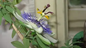 Passiflora Caeruela (mu