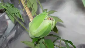 Passiflora Caeruela (mu