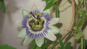Passiflora Caeruela (mu