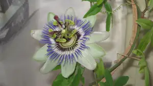 Passiflora Caeruela (mu