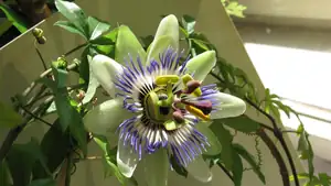 Passiflora Caeruela (mu