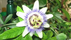 Passiflora Caeruela (mu