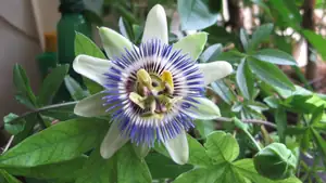 Passiflora Caeruela (mu