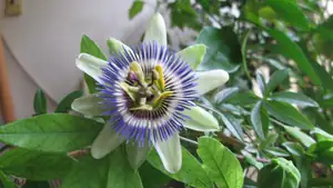 Passiflora Caeruela (mu