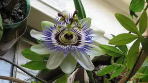Passiflora Caeruela (mu
