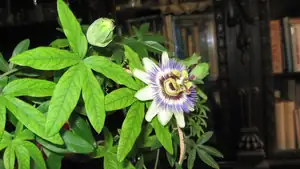 Passiflora Caeruela (mu