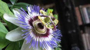 Passiflora Caeruela (mu