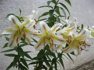 sud — 31. července 2011