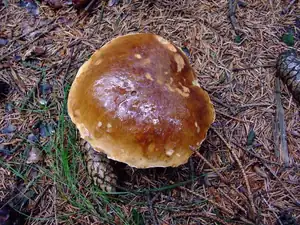 konečně