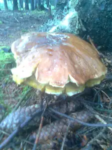 hříbek 1