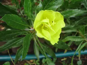 Pupalka