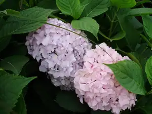 Hortenzie