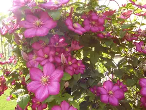 Clematis