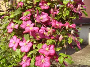 Clematis