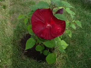 céčko — 5. srpna 2011