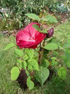 céčko — 5. srpna 2011