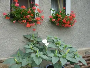 datura
