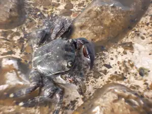 zatoulanej krab