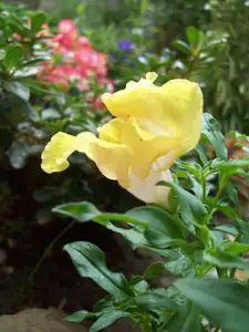 Hledík