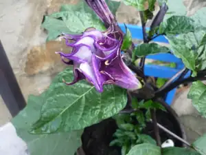 fialová datura