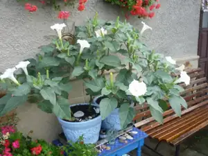 datura