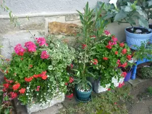 muškáty